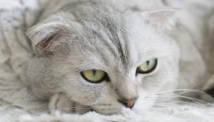 世界杯注册官网-Caps：入选名人堂是莫大的荣耀，我们为EU燃起了对抗韩国队的希望