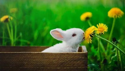 世界杯下注-在水晶宫球员和裁判争论判点时，B费派梅努去偷亨德森手上的球